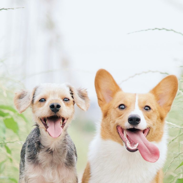 Heart and Mind 4 Dogs Ersttermin Zwei fröhliche Hunde, ein kleiner Mischling und ein Corgi, sitzen im Gras und lächeln.