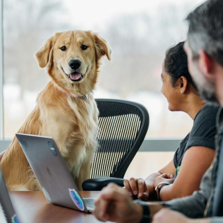 Heart and Mind 4 Dogs - Bürohelden Hunde im Büro
