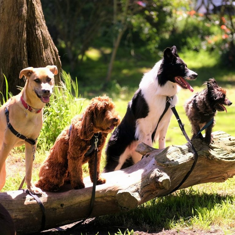 Vier Hunde stehen auf einem Baumstamm in einem grünen Park.