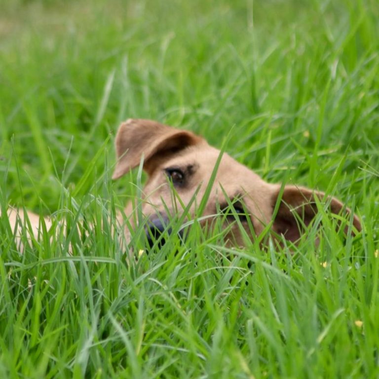 Ein Hund liegt im hohen, grünen Gras und schaut aufmerksam.