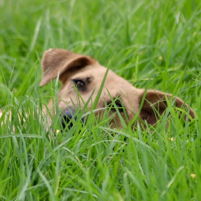 Heart and Mind 4 Dogs - Einzeltraining Brauner Hund, der im hohen Gras liegt und neugierig hervorschaut.