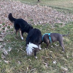 Heart and Mind 4 Dogs - Gemeinsamzeit Drei Hunde schnüffeln im Gras
