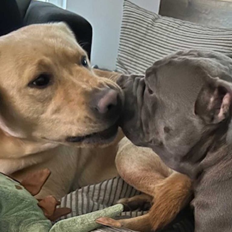 Ein gelber Labrador und eine Bulldogge sitzen nah beieinander und schnüffeln sich an.