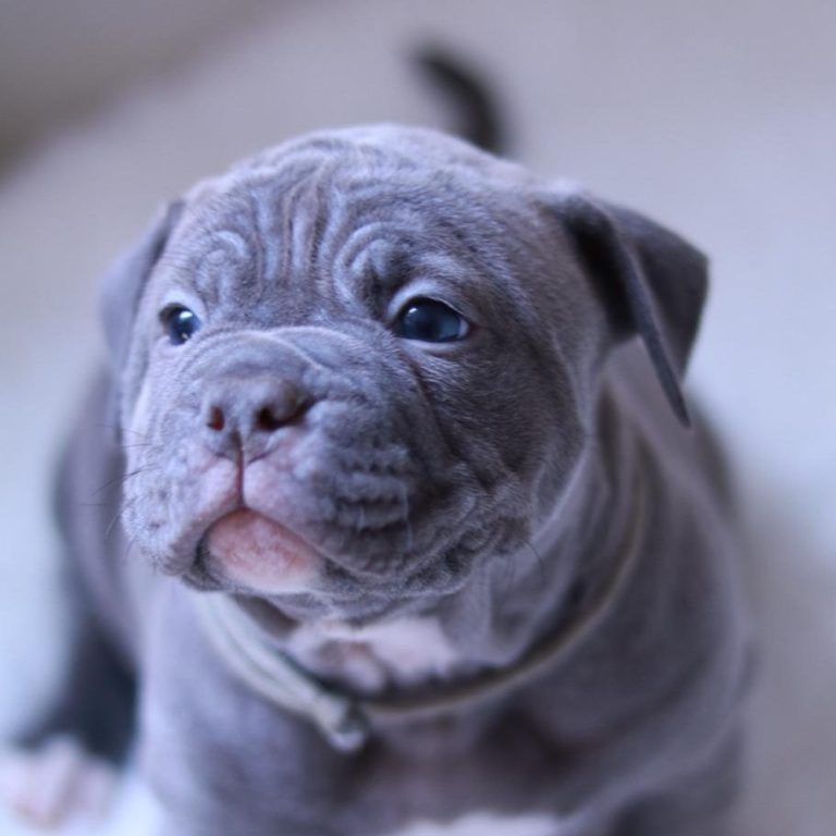 Heart and Mind 4 Dogs - Josi Bulldogge Welpe