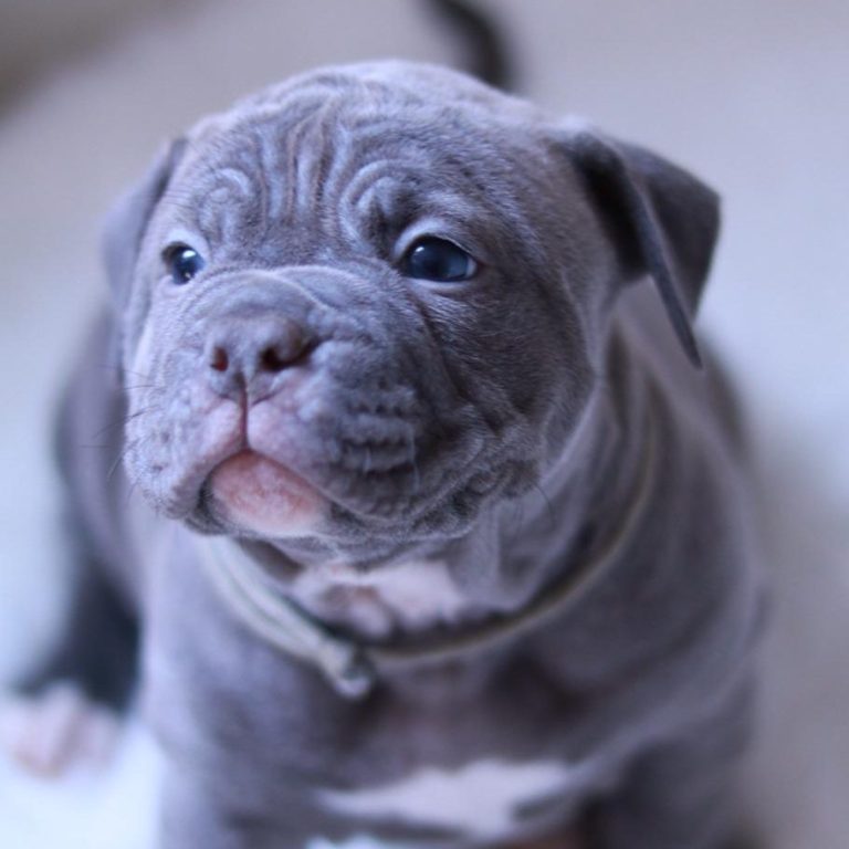 Ein grau-beiger Welpe mit faltiger Haut und wachen Augen sitzt auf einem hellen Untergrund.