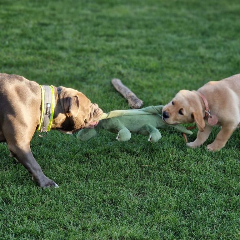 Zwei Hunde spielen im Gras und ziehen an einem grünen Stofftier.